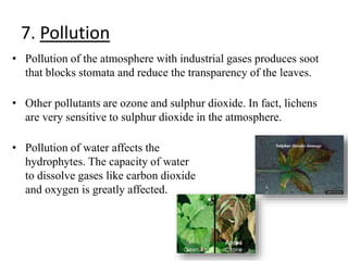 7. Pollution
• Pollution of the atmosphere with industrial gases produces soot
that blocks stomata and reduce the transparency of the leaves.
• Other pollutants are ozone and sulphur dioxide. In fact, lichens
are very sensitive to sulphur dioxide in the atmosphere.
• Pollution of water affects the
hydrophytes. The capacity of water
to dissolve gases like carbon dioxide
and oxygen is greatly affected.
 