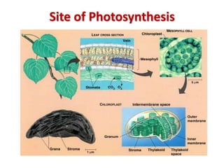 Photosynthesis Slide 10