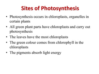 Photosynthesis Slide 8