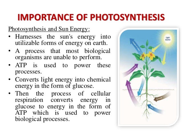 What is the role of H2O in photosynthesis?