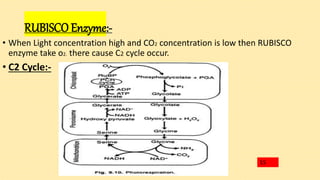 PHOTOSYNTHESIS ppt.pptx