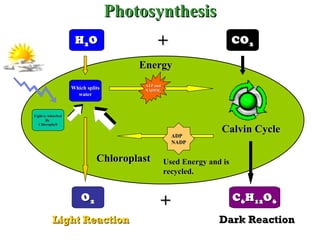 Photosynthesis H 2 O CO 2 O 2 C 6 H 12 O 6 Light Reaction Dark Reaction Light is Adsorbed By  Chlorophyll Which splits water Chloroplast ATP and NADPH 2 ADP NADP Calvin Cycle Energy Used Energy and is recycled. + + 