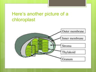 Here’s another picture of a
chloroplast
 