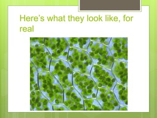 Here’s what they look like, for
real
 