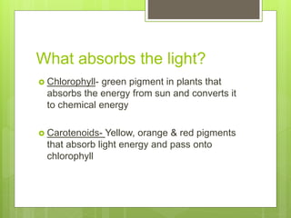 What absorbs the light?
 Chlorophyll- green pigment in plants that
absorbs the energy from sun and converts it
to chemical energy
 Carotenoids- Yellow, orange & red pigments
that absorb light energy and pass onto
chlorophyll
 