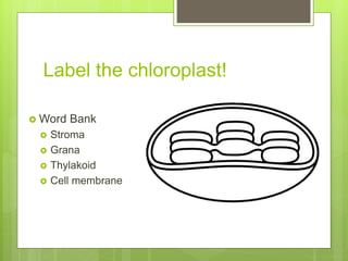 Label the chloroplast!
 Word Bank
 Stroma
 Grana
 Thylakoid
 Cell membrane
 