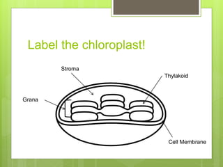 Label the chloroplast!
Stroma
Grana
Thylakoid
Cell Membrane
 