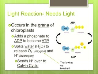 Light Reaction- Needs Light
Occurs in the grana of
chloroplasts
Adds a phosphate to
ADP to become ATP
Splits water (H2O) to
release O2 (oxygen) and
H+ (hydrogen)
Sends H+ over to
Calvin Cycle
That’s what
we
breathe!!
 