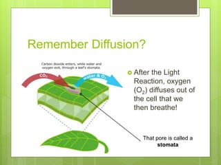 Remember Diffusion?
 After the Light
Reaction, oxygen
(O2) diffuses out of
the cell that we
then breathe!
That pore is called a
stomata
 