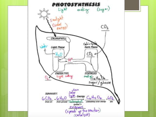 Photosynthesis Notes PPT