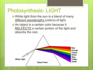 Photosynthesis- LIGHT
 White light from the sun is a blend of many
different wavelengths (colors) of light.
 An object is a certain color because it
RELFECTS a certain portion of the light and
absorbs the rest.
 