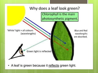 • A leaf is green because it reflects green light.
 