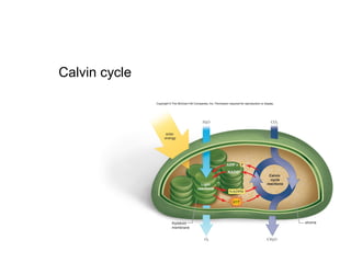 Bio 100 Photosynthesis practice | PPT
