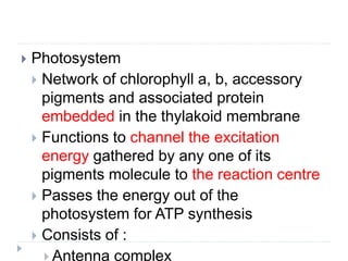  Photosystem
 Network of chlorophyll a, b, accessory
pigments and associated protein
embedded in the thylakoid membrane
 Functions to channel the excitation
energy gathered by any one of its
pigments molecule to the reaction centre
 Passes the energy out of the
photosystem for ATP synthesis
 Consists of :
 Antenna complex
 