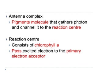  Antenna complex
 Pigments molecule that gathers photon
and channel it to the reaction centre
 Reaction centre
 Consists of chlorophyll a
 Pass excited electron to the primary
electron acceptor
 