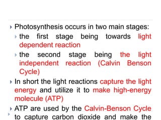  Photosynthesis occurs in two main stages:
 the first stage being towards light
dependent reaction
 the second stage being the light
independent reaction (Calvin Benson
Cycle)
 In short the light reactions capture the light
energy and utilize it to make high-energy
molecule (ATP)
 ATP are used by the Calvin-Benson Cycle
to capture carbon dioxide and make the
 