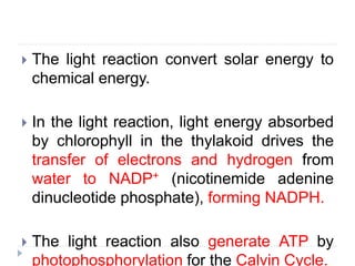  The light reaction convert solar energy to
chemical energy.
 In the light reaction, light energy absorbed
by chlorophyll in the thylakoid drives the
transfer of electrons and hydrogen from
water to NADP+ (nicotinemide adenine
dinucleotide phosphate), forming NADPH.
 The light reaction also generate ATP by
photophosphorylation for the Calvin Cycle.
 