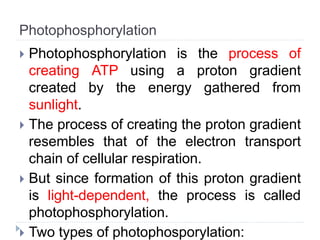 Photophosphorylation
 Photophosphorylation is the process of
creating ATP using a proton gradient
created by the energy gathered from
sunlight.
 The process of creating the proton gradient
resembles that of the electron transport
chain of cellular respiration.
 But since formation of this proton gradient
is light-dependent, the process is called
photophosphorylation.
 Two types of photophosporylation:
 