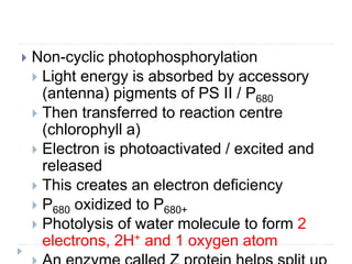  Non-cyclic photophosphorylation
 Light energy is absorbed by accessory
(antenna) pigments of PS II / P680
 Then transferred to reaction centre
(chlorophyll a)
 Electron is photoactivated / excited and
released
 This creates an electron deficiency
 P680 oxidized to P680+
 Photolysis of water molecule to form 2
electrons, 2H+ and 1 oxygen atom
 