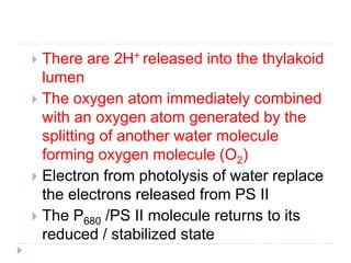  There are 2H+ released into the thylakoid
lumen
 The oxygen atom immediately combined
with an oxygen atom generated by the
splitting of another water molecule
forming oxygen molecule (O2)
 Electron from photolysis of water replace
the electrons released from PS II
 The P680 /PS II molecule returns to its
reduced / stabilized state
 