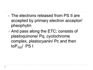  The electrons released from PS II are
accepted by primary electron acceptor/
pheophytin
 And pass along the ETC; consists of
plastoquinone/ Pq, cyctochrome
complex, plastocyanin/ Pc and then
toP700/ PS I
 