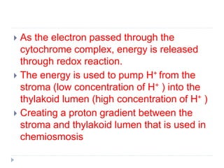  As the electron passed through the
cytochrome complex, energy is released
through redox reaction.
 The energy is used to pump H+ from the
stroma (low concentration of H+ ) into the
thylakoid lumen (high concentration of H+ )
 Creating a proton gradient between the
stroma and thylakoid lumen that is used in
chemiosmosis
 