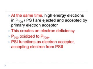  At the same time, high energy electrons
in P700 / PS I are ejected and accepted by
primary electron acceptor
 This creates an electron deficiency
 P700 oxidized to P700+
 PSI functions as electron acceptor,
accepting electron from PSII
 