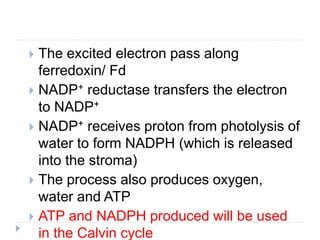  The excited electron pass along
ferredoxin/ Fd
 NADP+ reductase transfers the electron
to NADP+
 NADP+ receives proton from photolysis of
water to form NADPH (which is released
into the stroma)
 The process also produces oxygen,
water and ATP
 ATP and NADPH produced will be used
in the Calvin cycle
 