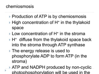 chemiosmosis
 Production of ATP is by chemiosmosis
 High concentration of H+ in the thylakoid
space
 Low concentration of H+ in the stroma
 H+ diffuse from the thylakoid space back
into the stroma through ATP synthase
 The energy release is used to
phosphorylate ADP to form ATP (in the
stroma)
 ATP and NADPH produced by non-cyclic
photophosphorylation will be used in the
 
