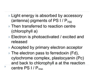  Light energy is absorbed by accessory
(antenna) pigments of PS I / P700
 Then transferred to reaction centre
(chlorophyll a)
 Electron is photoactivated / excited and
released
 Accepted by primary electron acceptor
 The electron pass to ferredoxin (Fd),
cytochrome complex, plastocyanin (Pc)
and back to chlorophyll a at the reaction
centre PS I / P
 