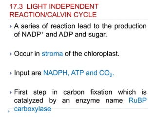 17.3 LIGHT INDEPENDENT
REACTION/CALVIN CYCLE
 A series of reaction lead to the production
of NADP+ and ADP and sugar.
 Occur in stroma of the chloroplast.
 Input are NADPH, ATP and CO2.
 First step in carbon fixation which is
catalyzed by an enzyme name RuBP
carboxylase
 