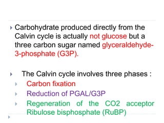  Carbohydrate produced directly from the
Calvin cycle is actually not glucose but a
three carbon sugar named glyceraldehyde-
3-phosphate (G3P).
 The Calvin cycle involves three phases :
 Carbon fixation
 Reduction of PGAL/G3P
 Regeneration of the CO2 acceptor
Ribulose bisphosphate (RuBP)
 