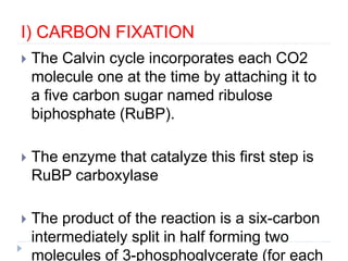 I) CARBON FIXATION
 The Calvin cycle incorporates each CO2
molecule one at the time by attaching it to
a five carbon sugar named ribulose
biphosphate (RuBP).
 The enzyme that catalyze this first step is
RuBP carboxylase
 The product of the reaction is a six-carbon
intermediately split in half forming two
molecules of 3-phosphoglycerate (for each
 