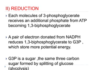 II) REDUCTION
 Each molecules of 3-phosphoglycerate
receives an additional phosphate from ATP
becoming 1,3-biphosphoglycerate
 A pair of electron donated from NADPH
reduces 1,3-biphosphoglycerate to G3P ,
which store more potential energy.
 G3P is a sugar ,the same three carbon
sugar formed by splitting of glucose
(glycolysis)
 