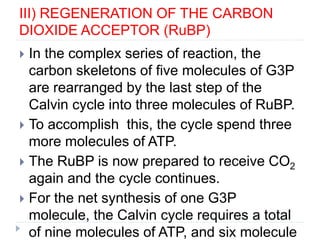 III) REGENERATION OF THE CARBON
DIOXIDE ACCEPTOR (RuBP)
 In the complex series of reaction, the
carbon skeletons of five molecules of G3P
are rearranged by the last step of the
Calvin cycle into three molecules of RuBP.
 To accomplish this, the cycle spend three
more molecules of ATP.
 The RuBP is now prepared to receive CO2
again and the cycle continues.
 For the net synthesis of one G3P
molecule, the Calvin cycle requires a total
of nine molecules of ATP, and six molecule
 