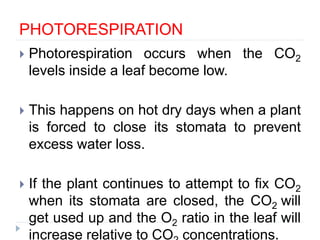 PHOTORESPIRATION
 Photorespiration occurs when the CO2
levels inside a leaf become low.
 This happens on hot dry days when a plant
is forced to close its stomata to prevent
excess water loss.
 If the plant continues to attempt to fix CO2
when its stomata are closed, the CO2 will
get used up and the O2 ratio in the leaf will
increase relative to CO concentrations.
 