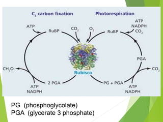 PG (phosphoglycolate)
PGA (glycerate 3 phosphate)
 