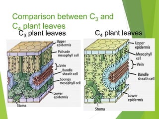 Comparison between C3 and
C4 plant leaves
C3 plant leaves C4 plant leaves
 
