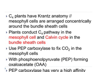  C4 plants have Krantz anatomy //
mesophyll cells are arranged concentrically
around the bundle sheath cells
 Plants conduct C4 pathway in the
mesophyll cell and Calvin cycle in the
bundle sheath cells
 Use PEP carboxylase to fix CO2 in the
mesophyll cells
 With phosphoenolpyruvate (PEP) forming
oxaloacetate (OAA)
 PEP carboxylase has very a high affinity
 