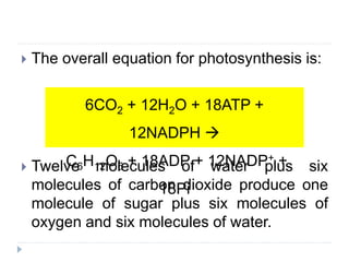  The overall equation for photosynthesis is:
 Twelve molecules of water plus six
molecules of carbon dioxide produce one
molecule of sugar plus six molecules of
oxygen and six molecules of water.
6CO2 + 12H2O + 18ATP +
12NADPH 
C6H12O6 + 18ADP + 12NADP+ +
18Pi
 