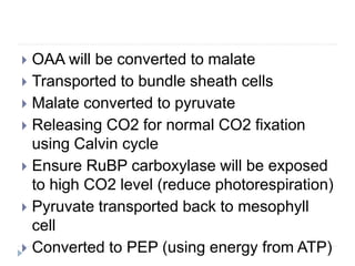  OAA will be converted to malate
 Transported to bundle sheath cells
 Malate converted to pyruvate
 Releasing CO2 for normal CO2 fixation
using Calvin cycle
 Ensure RuBP carboxylase will be exposed
to high CO2 level (reduce photorespiration)
 Pyruvate transported back to mesophyll
cell
 Converted to PEP (using energy from ATP)
 