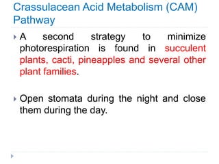 Crassulacean Acid Metabolism (CAM)
Pathway
 A second strategy to minimize
photorespiration is found in succulent
plants, cacti, pineapples and several other
plant families.
 Open stomata during the night and close
them during the day.
 