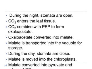  During the night, stomata are open.
 CO2 enters the leaf tissue.
 CO2 combine with PEP to form
oxaloacetate.
 Oxaloacetate converted into malate.
 Malate is transported into the vacuole for
storage.
 During the day, stomata are close.
 Malate is moved into the chloroplasts.
 Malate converted into pyruvate and
 