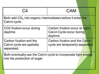Photosynthesis presentation