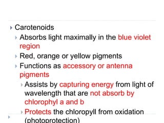  Carotenoids
 Absorbs light maximally in the blue violet
region
 Red, orange or yellow pigments
 Functions as accessory or antenna
pigments
 Assists by capturing energy from light of
wavelength that are not absorb by
chlorophyl a and b
 Protects the chloropyll from oxidation
(photoprotection)
 