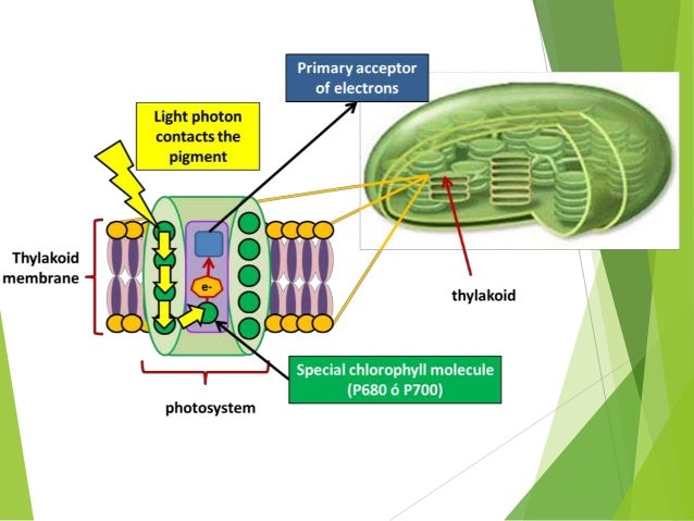 photosynthesis presentation Photosynthesis how plants make food from sunlight and low energy molecules photoautotrophs carbon and energy sources photoautotrophs carbon source is carbon dioxide. photosynthesis presentation Photosynthesis how plants make food from sunlight and low energy molecules photoautotrophs carbon and energy sources photoautotrophs carbon source is carbon dioxide.