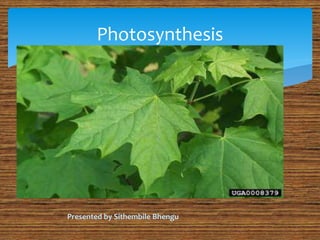 

Photosynthesis
Presented by Sithembile Bhengu
 