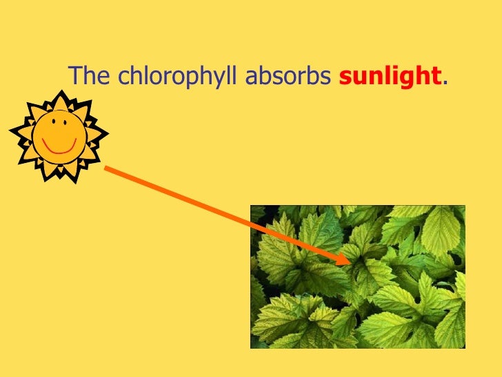 Photosynthesis r1