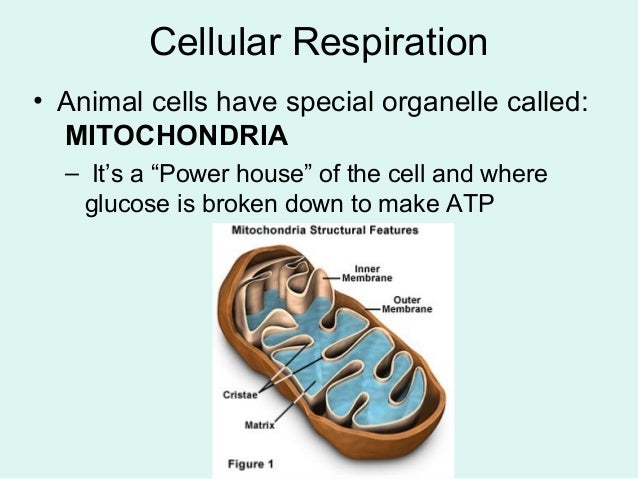 Photosynthesis respiration liu