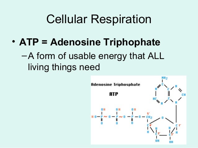 Photosynthesis respiration liu
